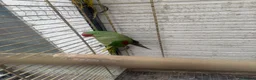 Parrots birds for sale: Alexandria breeding prayer - Advert 3