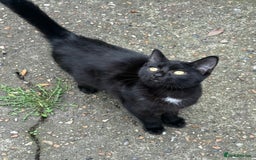 Mixed Breed cats for sale: black and white kittens - Image 3