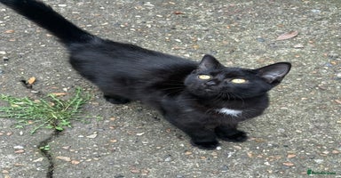 Mixed Breed cats - Advert 13