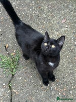 Mixed Breed cats - Advert 13
