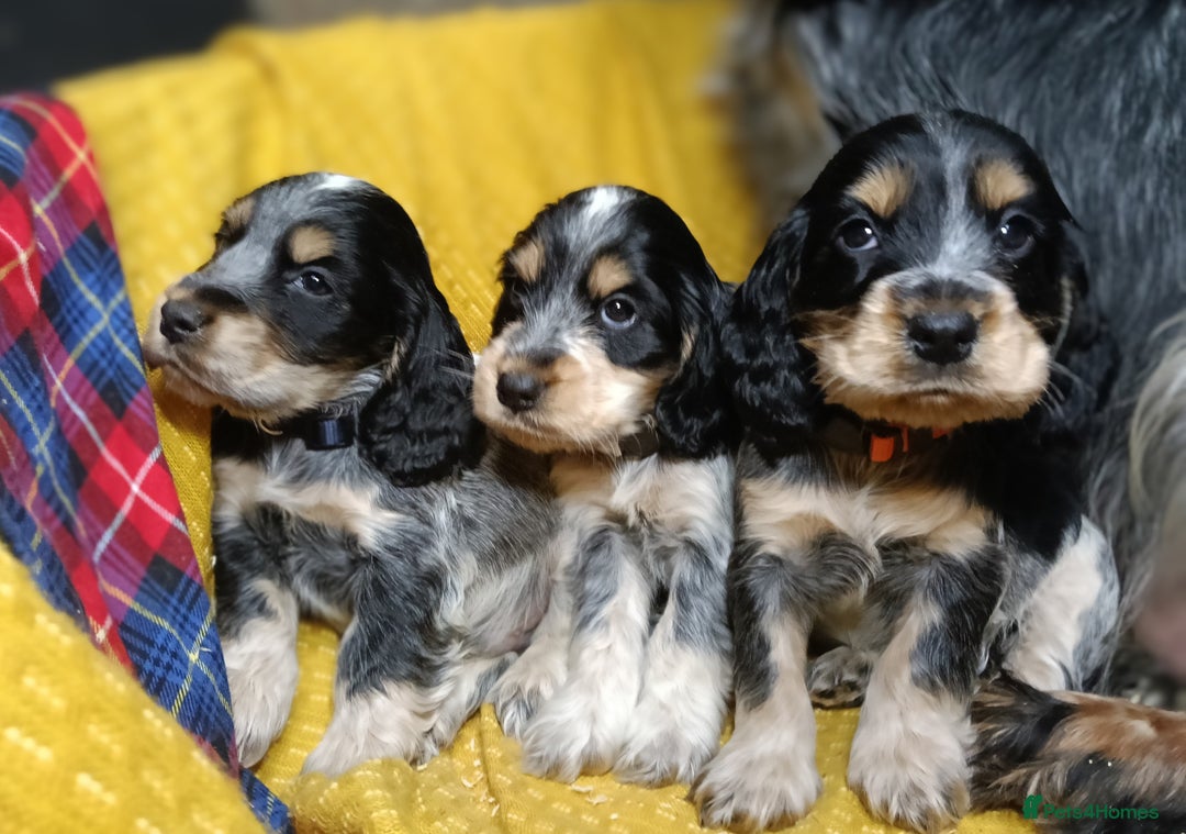 Cocker Spaniel dogs for sale: Show Type blue/Tri/chocolate Roan Cocker Spaniels  - Image 29
