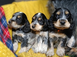 Cocker Spaniel dogs Show Type blue/Tri/chocolate Roan Cocker Spaniels - Advert 10