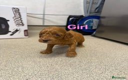Cockapoo dogs for sale: 6 F1 cockapoo puppies 💕💙 - Image 4