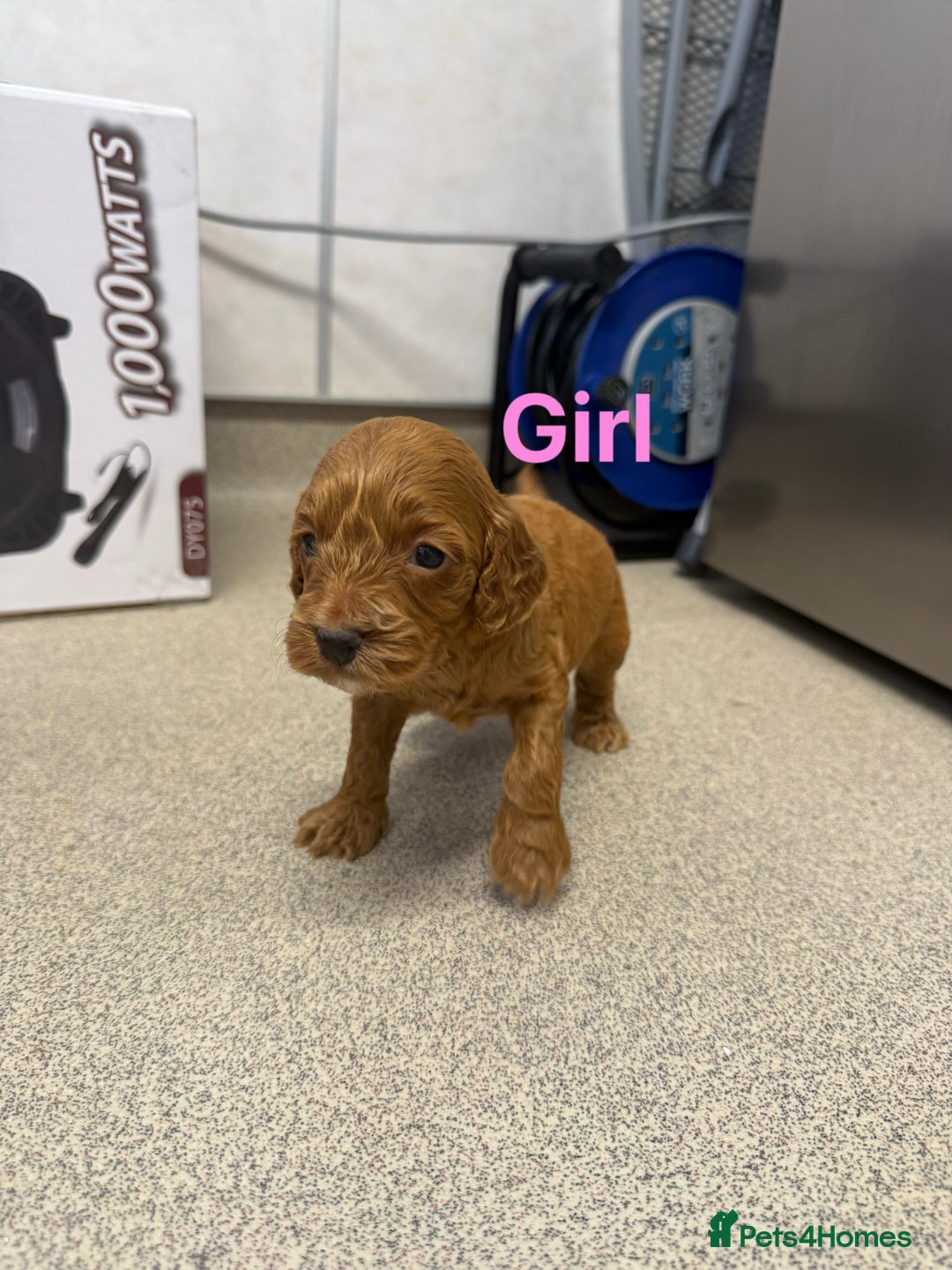 Cockapoo dogs for sale: 6 F1 cockapoo puppies 💕💙 - Image 4