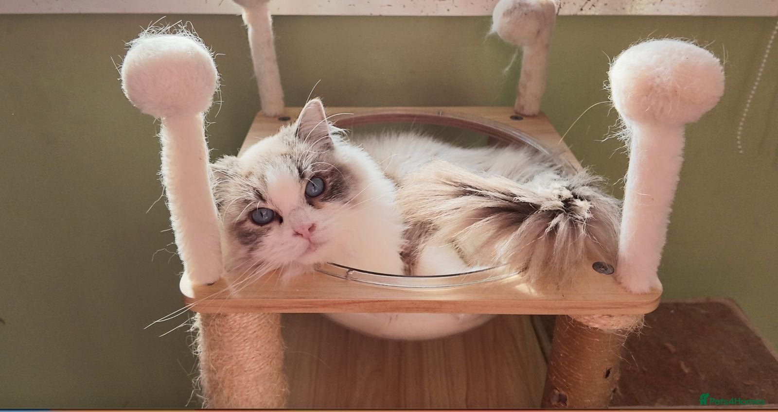 Ragdoll cats TICA registered Beautiful EU Ragdoll!  - Advert 13
