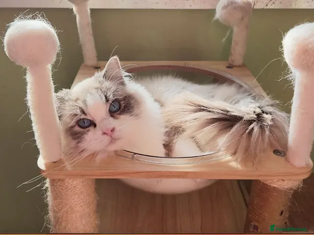Ragdoll cats TICA registered Beautiful EU Ragdoll! - Advert 11