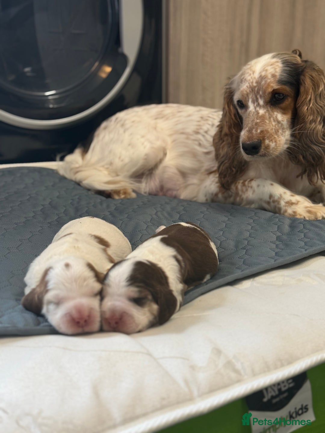 Cocker Spaniel dogs for sale: Chocolate Roan & Tan Cocker Spaniel Girl - Image 13