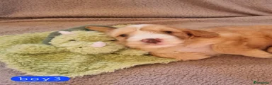 Cockapoo 3