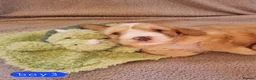 Cockapoo dogs for sale: Cockapoo Merle Puppies  - Advert 16