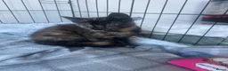 Mixed Breed cats for sale: Beautiful kittens for rehoming - Advert 7