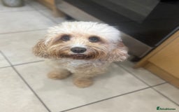 Cavapoo dogs for sale: Beautiful F1bb cavapoo pups - Image 2