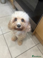 Cavapoo dogs - Advert 2