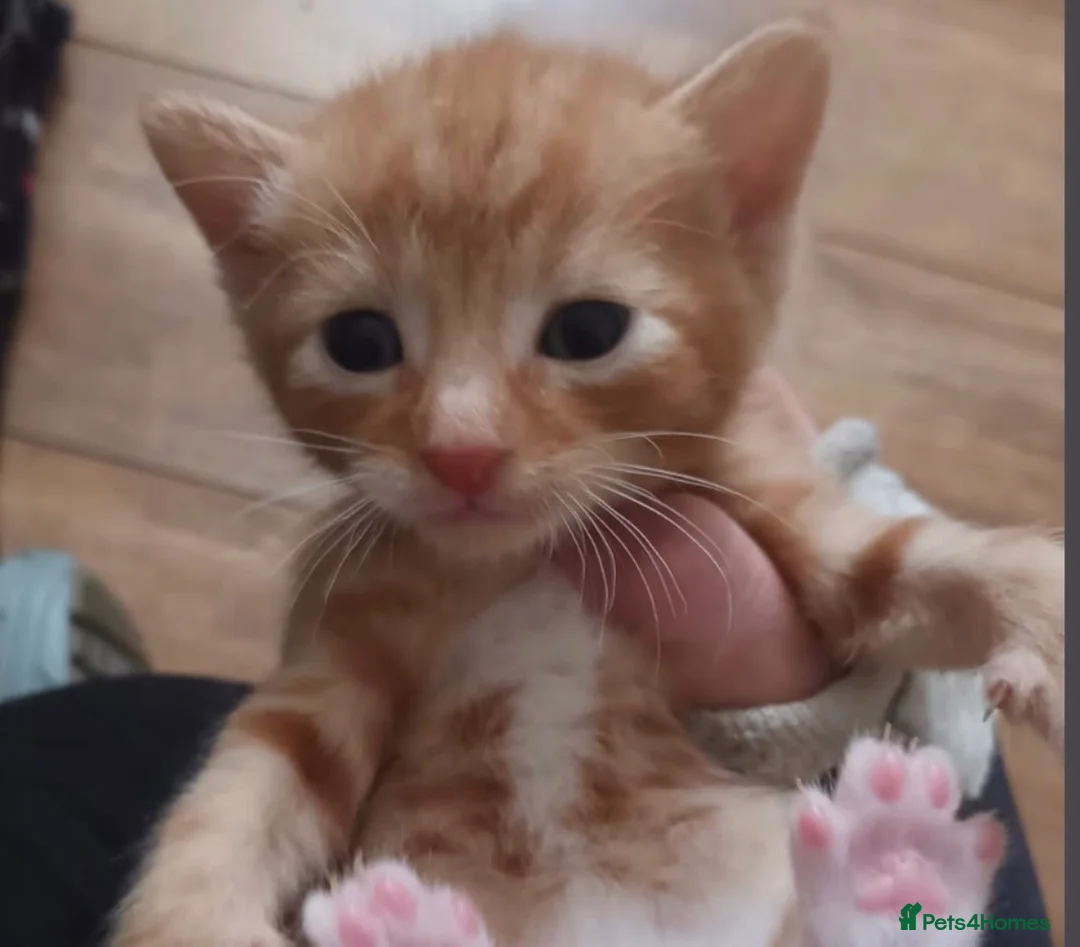 Mixed Breed cats for sale: Fantastic looking litter of kittens  in Liverpool - Advert 7