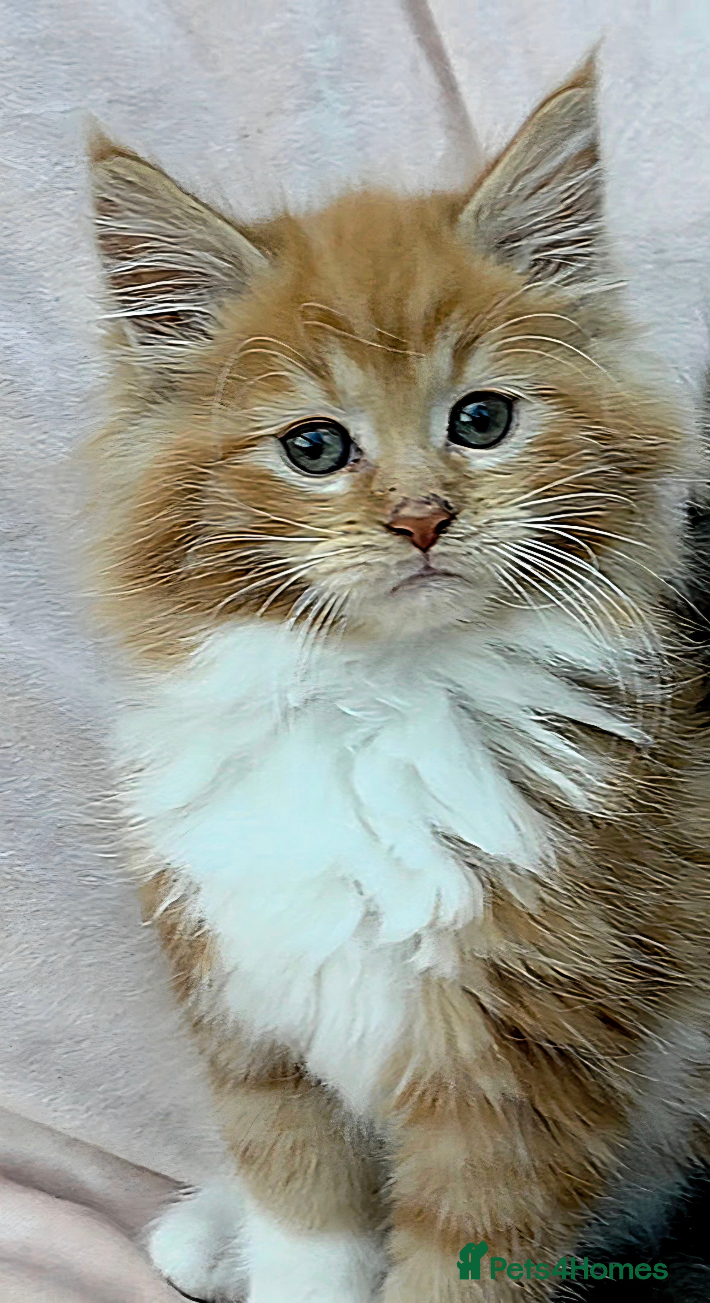 Maine Coon cats 2 Fluffy Maine Coon Kittens left!!! - Advert 13