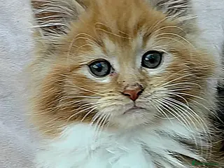 Maine Coon cats 2 Fluffy Maine Coon Kittens left!!! - Advert 13