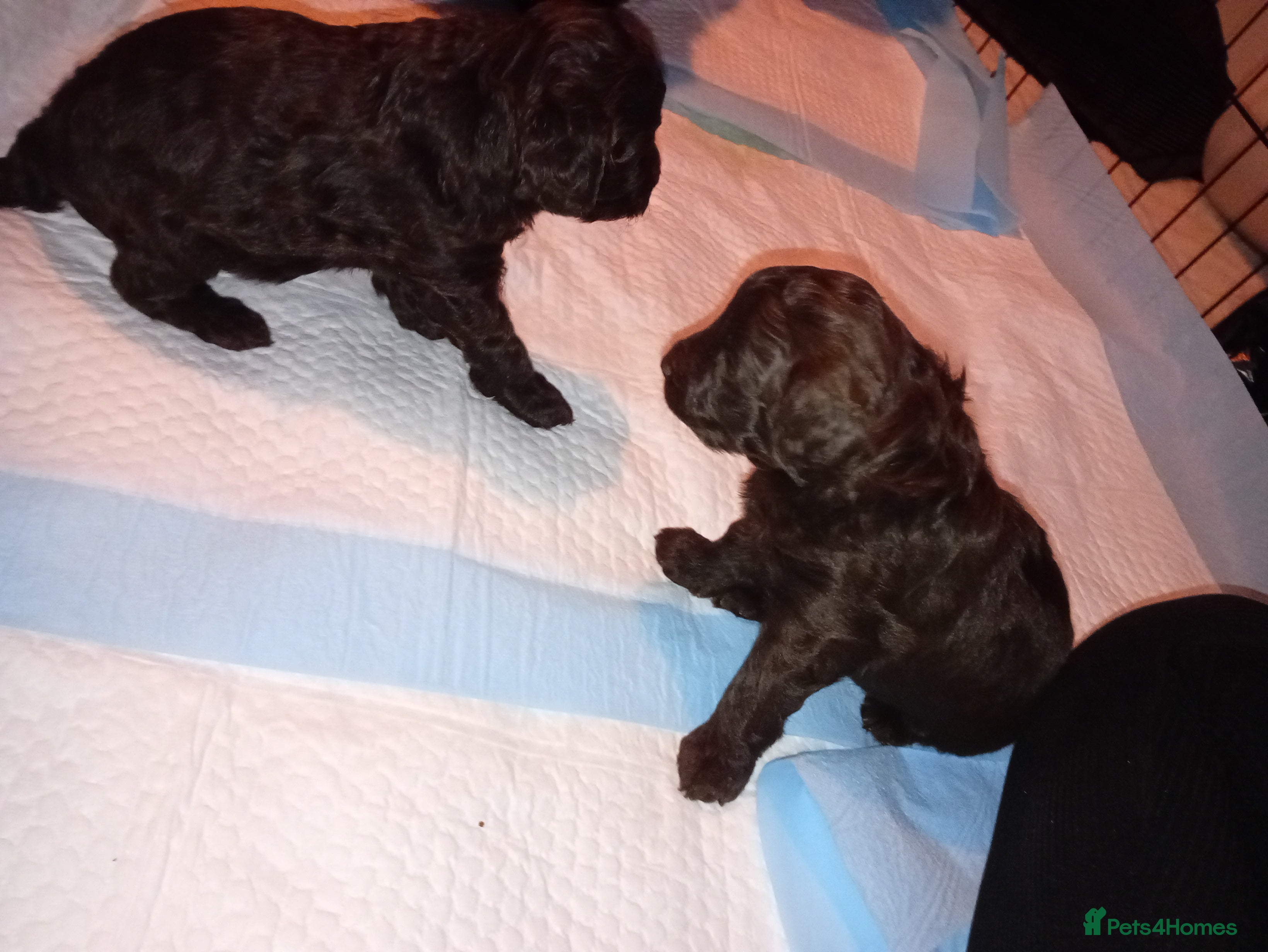 Cavapoo dogs Fabulous chocolate Cavapoos - Advert 16