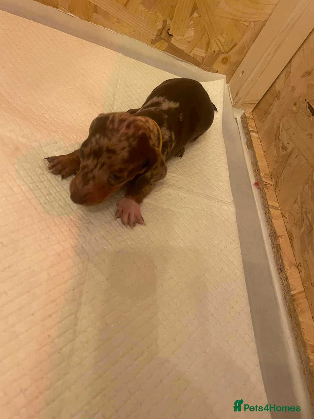 Dachshund dogs for sale: Dachshund puppies - Advert 15