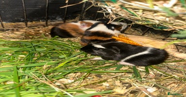 Guinea Pig rodents - Advert 3