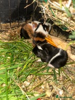 Guinea Pig rodents - Advert 9