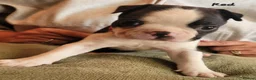 Boston Terrier dogs for sale: Beautiful Boston Babies looking for forever family - Advert 5