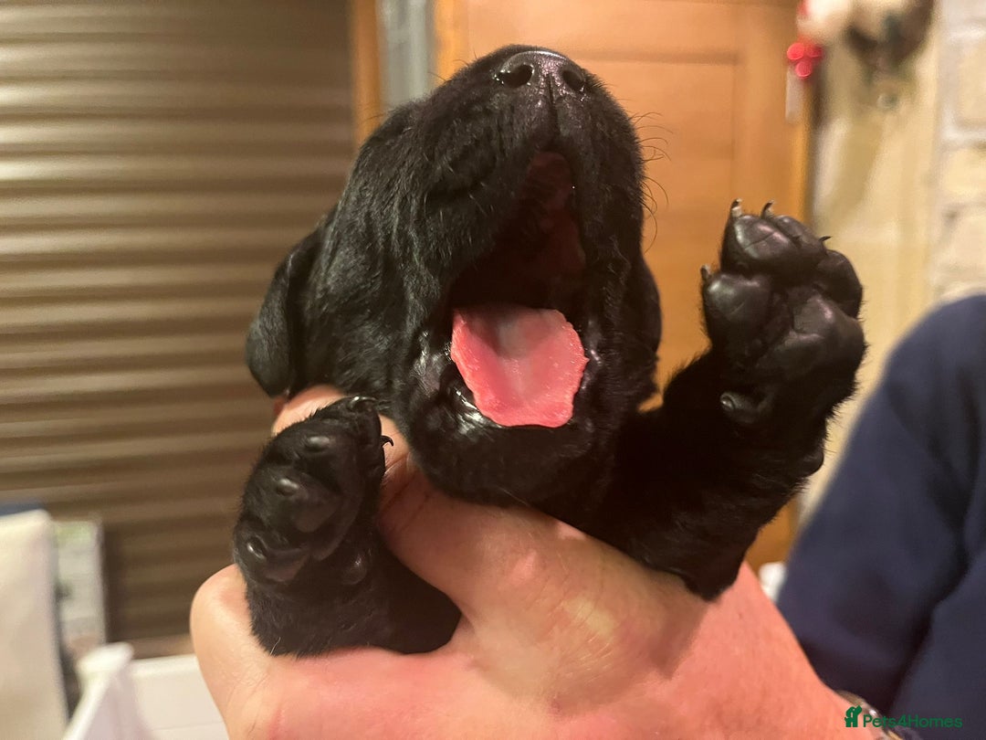 Labrador Retriever dogs for sale: Stunning litter of 9 black Labrador puppies - Advert 1