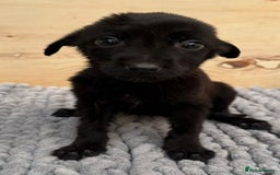 Mixed Breed dogs for sale: German shepherd cross Labrodor - Image 4