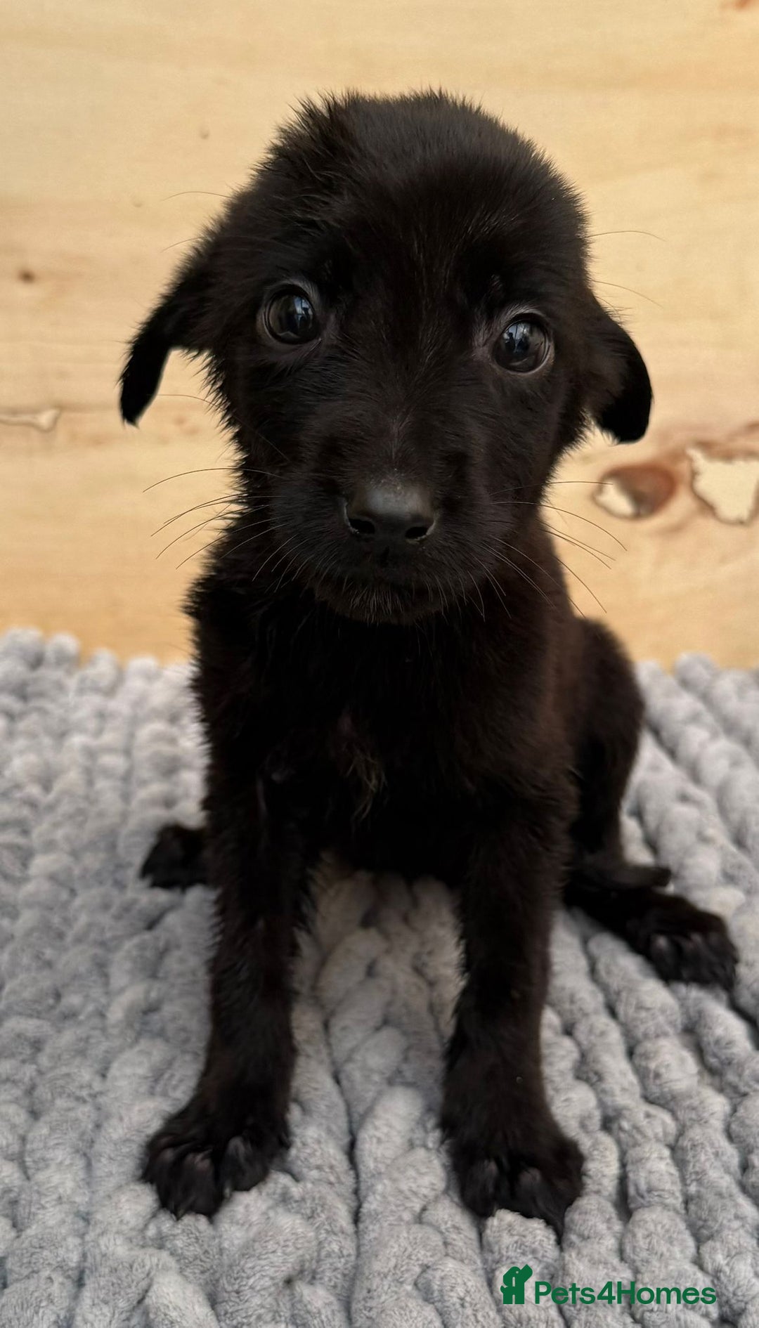 Mixed Breed dogs for sale: German shepherd cross Labrodor - Image 4