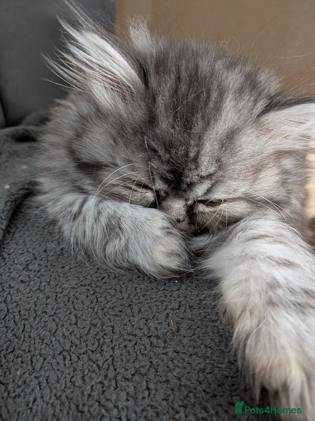 Persian cats for sale: Beautiful Persian kittens  - Image 16