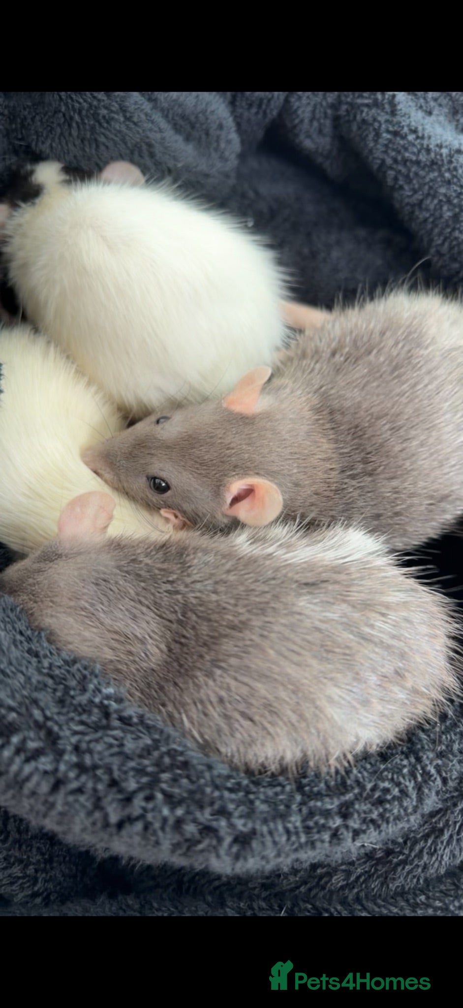 Rat rodents Female Fancy Rats For Sale - Advert 2