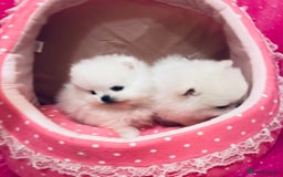 Pomeranian dogs for sale: Stunning teddybear face Boys Ready🌟 - Advert 26