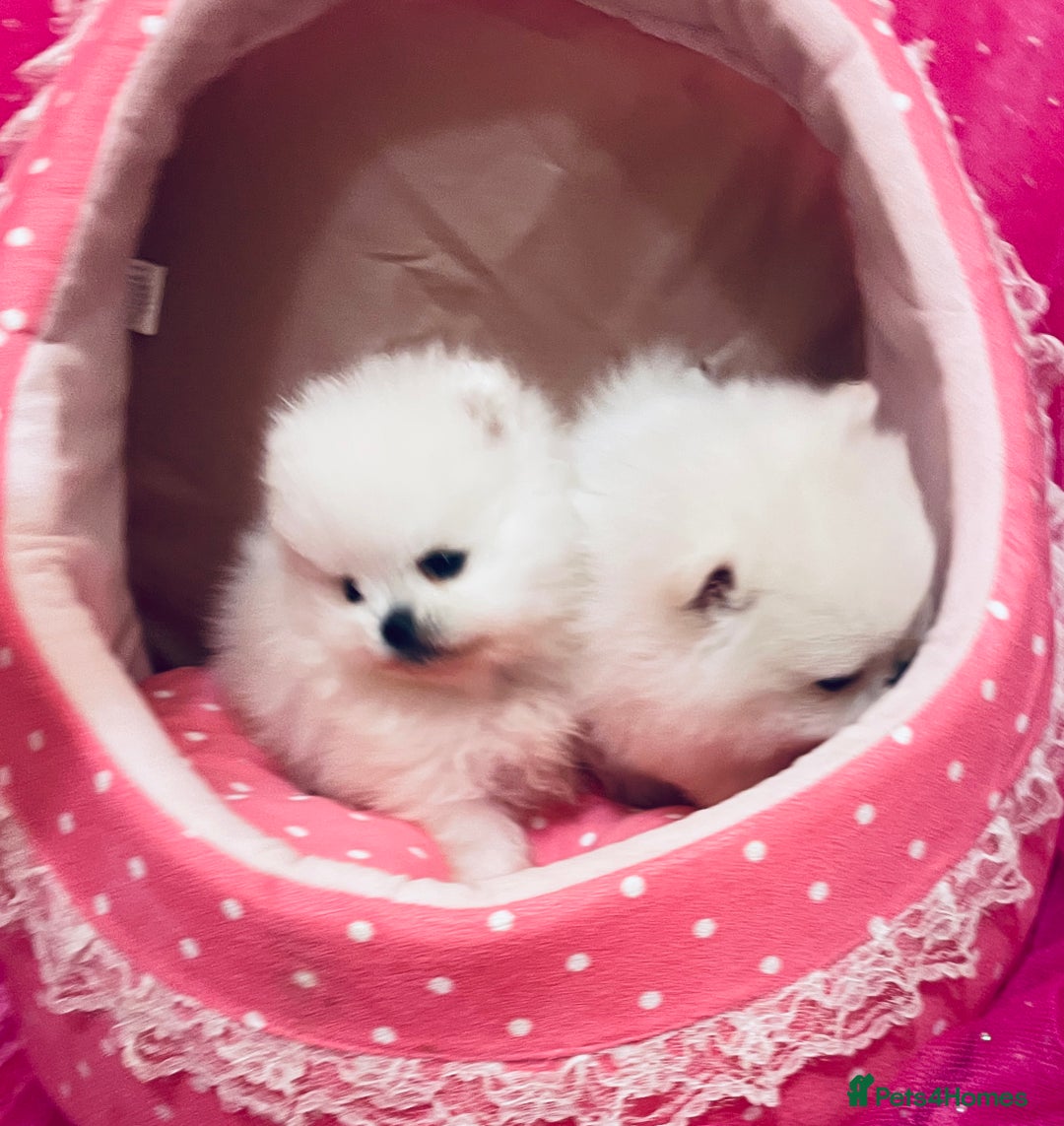 Pomeranian dogs for sale: Stunning teddybear face Boys Ready🌟 - Advert 26