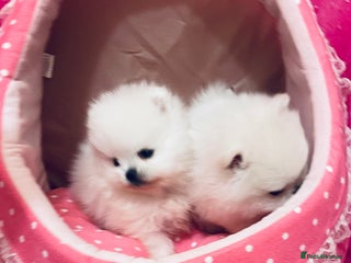 Pomeranian dogs - Advert 2