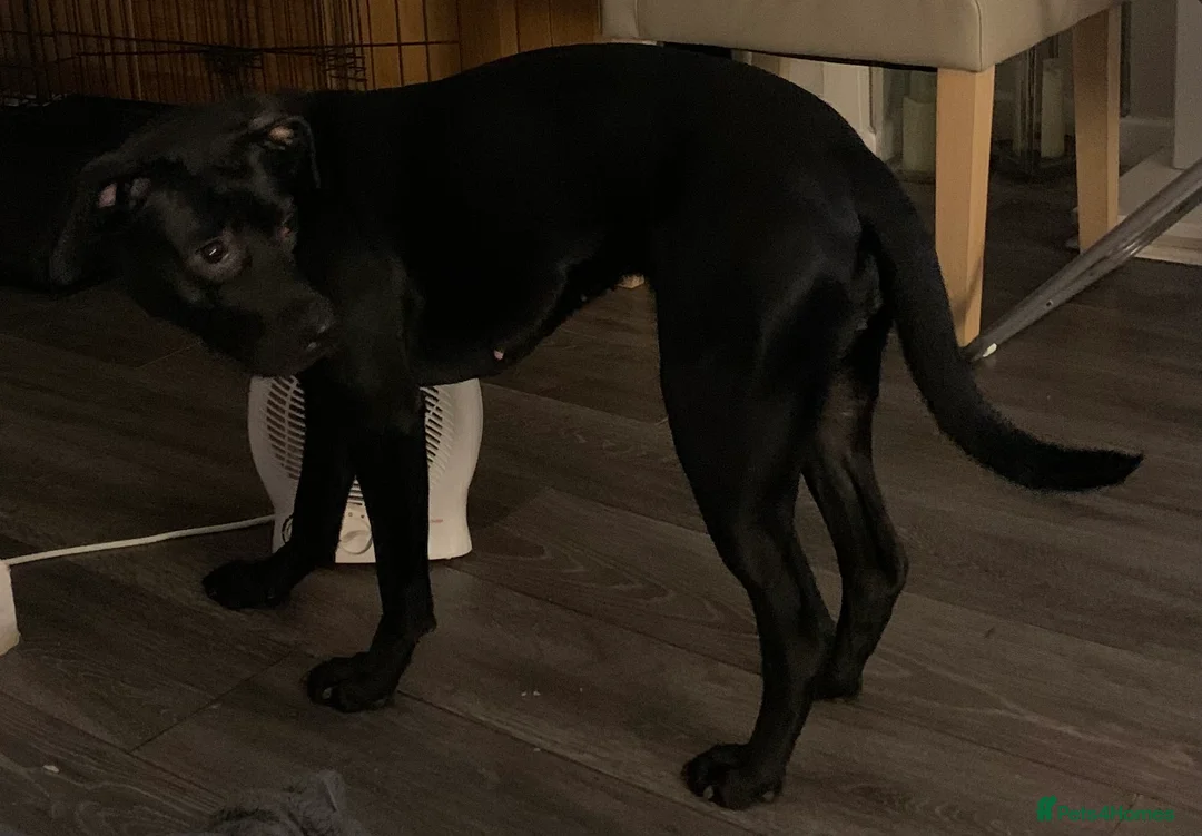 Mixed Breed dogs for sale: Roxy  - Advert 3