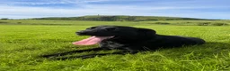 Labrador Retriever dogs for sale: Lovely lab neutered male - Advert 3