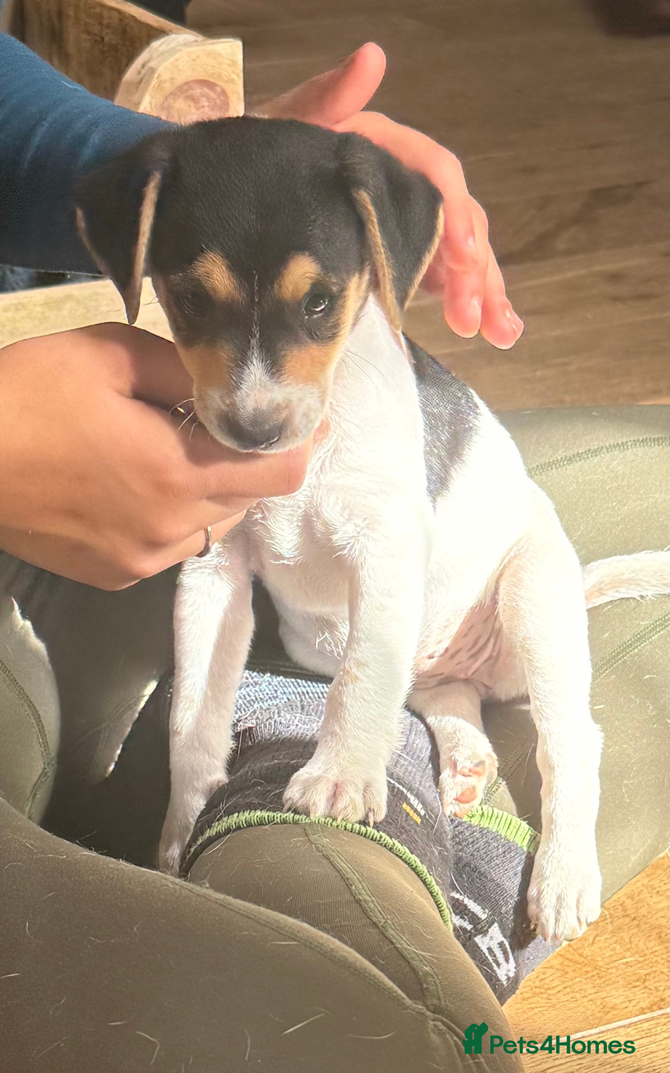 Jack Russell dogs Jack Russell puppies - Advert 2