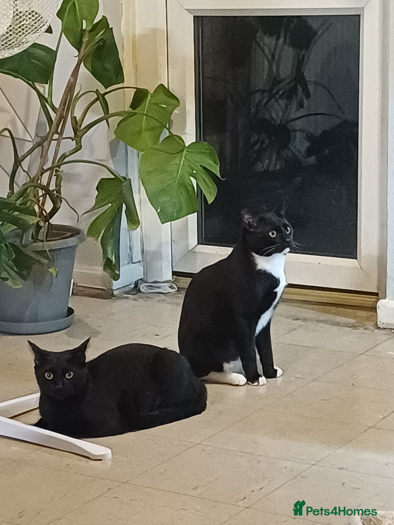 British Shorthair cats Grumio & Stevie  - Advert 1