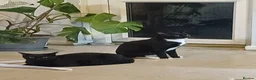 British Shorthair cats for sale: Grumio & Stevie  in Redditch - Advert 1