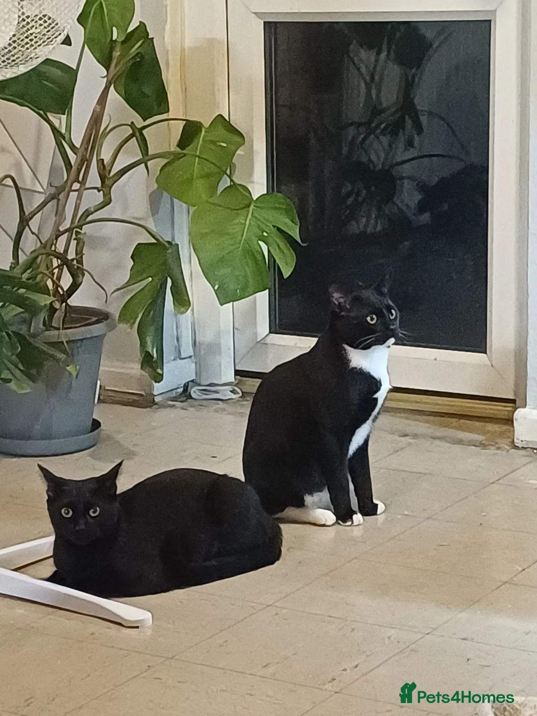 British Shorthair cats for sale: Grumio & Stevie  in Redditch - Advert 1