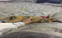 Domestic Shorthair cats for adoption: Loving Sage Looking for an Indoor ONLY home - Image 7