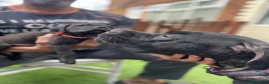 Cane Corso 6 red collar