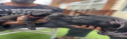 Cane Corso dogs for sale: Outstanding ICCF Cane Corso Pups, Family-Guardians - Advert 26