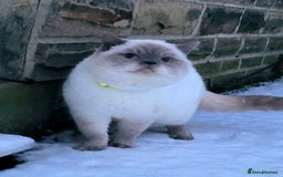 British Shorthair cats for sale: British Shorthair Pedigree Kittens - Lilac & Blue - Image 9