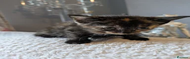 Mixed Breed 5