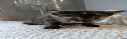 Mixed Breed cats for sale: Beautiful Kittens in Brierley Hill - Advert 7
