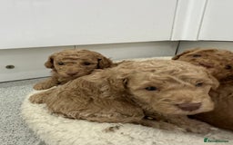 Toy Poodle dogs for sale: Tiny toy poodle boys  - Advert 23