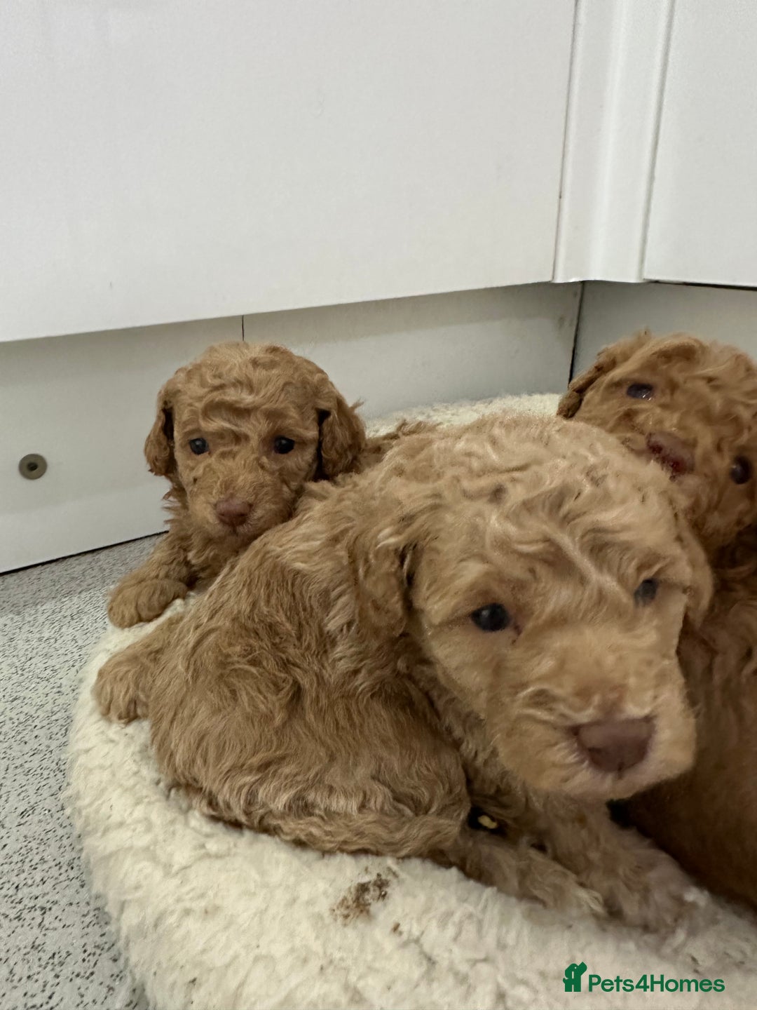 Toy Poodle dogs for sale: Tiny toy poodle boys  - Advert 23
