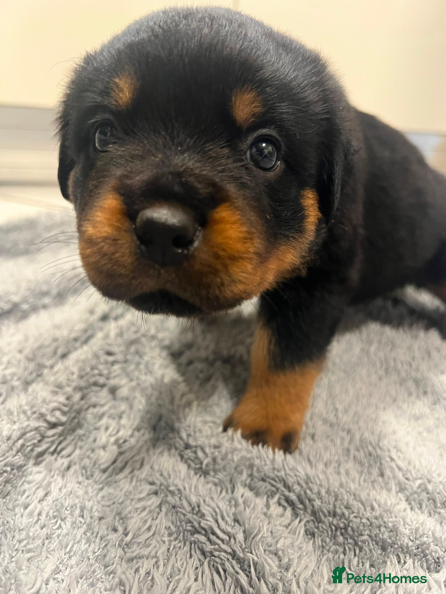 Rottweiler dogs KC Registered Rottweiler Puppies - Advert 2