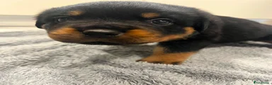 Rottweiler 7
