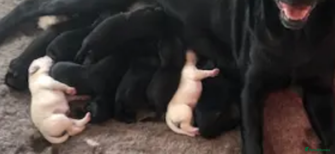 Labrador Retriever dogs for sale: Pure chunky Labrador puppies - Advert 2