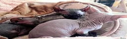 Sphynx cats for sale: Beutiful sphynx Kittens  - Advert 8